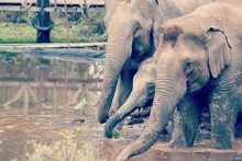 Elephant Conservation Center - Laos